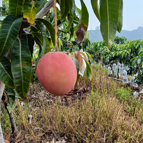 攀枝花芒果石榴代办