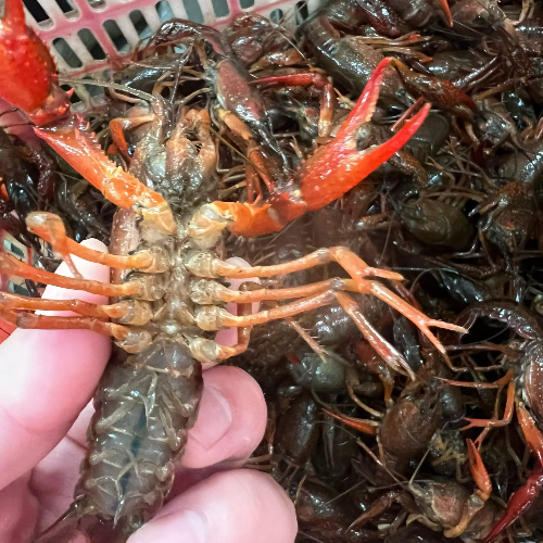 潜江小龙虾源头供应链